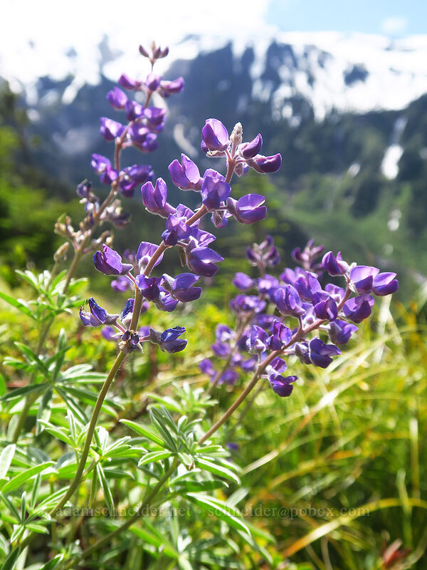 spurred lupine (Lupinus arbustus) [Bald Mountain Ridge, Mt. Hood Wilderness, Clackamas County, Oregon]