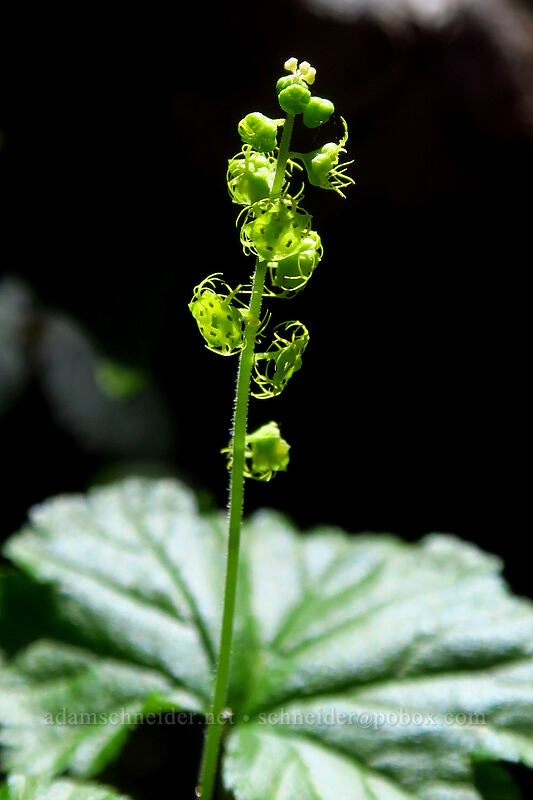 Brewer's mitrewort (Brewerimitella breweri (Pectiantia breweri) (Mitella breweri)) [Bald Mountain Ridge, Mt. Hood Wilderness, Hood River County, Oregon]
