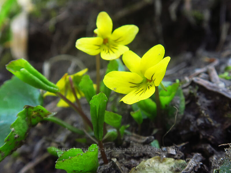 evergreen violets (Viola sempervirens) [Bald Mountain Ridge, Mt. Hood Wilderness, Hood River County, Oregon]