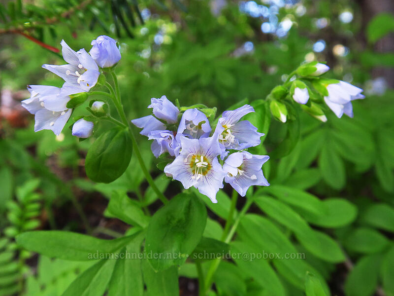 California jacob's-ladder (Polemonium californicum) [McNeil Point scramble trail, Mt. Hood Wilderness, Hood River County, Oregon]