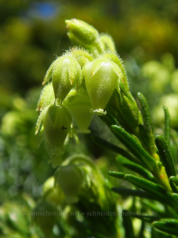 yellow mountain heather (Phyllodoce glanduliflora) [McNeil Point scramble trail, Mt. Hood Wilderness, Clackamas County, Oregon]