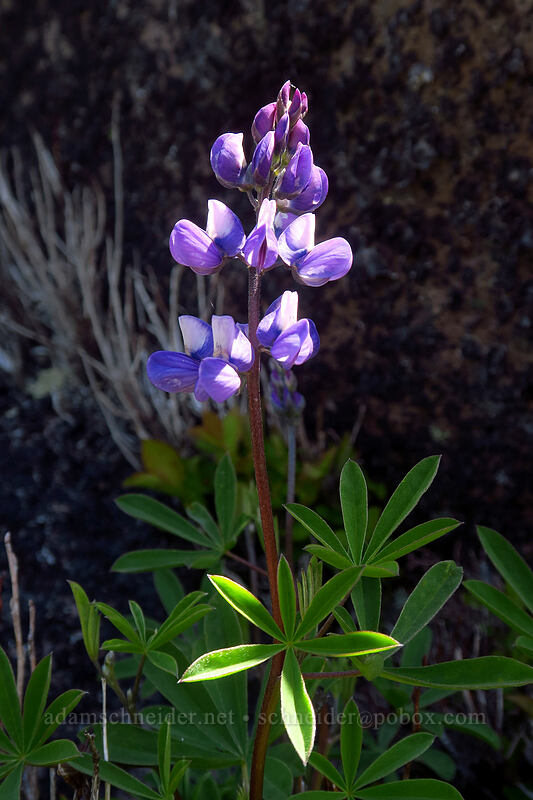 broadleaf lupine (Lupinus latifolius) [McNeil Point scramble trail, Mt. Hood Wilderness, Clackamas County, Oregon]