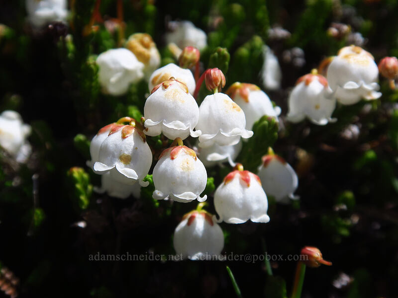 white mountain heather (Cassiope mertensiana) [McNeil Point scramble trail, Mt. Hood Wilderness, Clackamas County, Oregon]