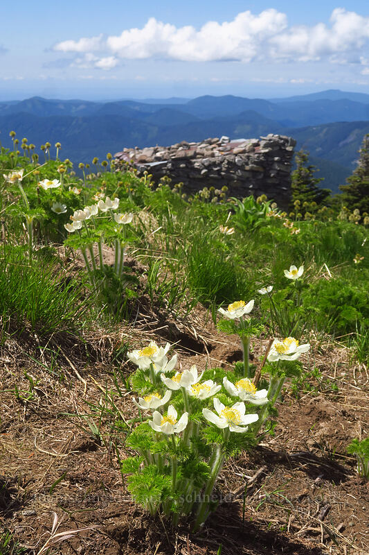 western pasqueflowers, in various phases (Anemone occidentalis (Pulsatilla occidentalis)) [McNeil Point, Mt. Hood Wilderness, Hood River County, Oregon]