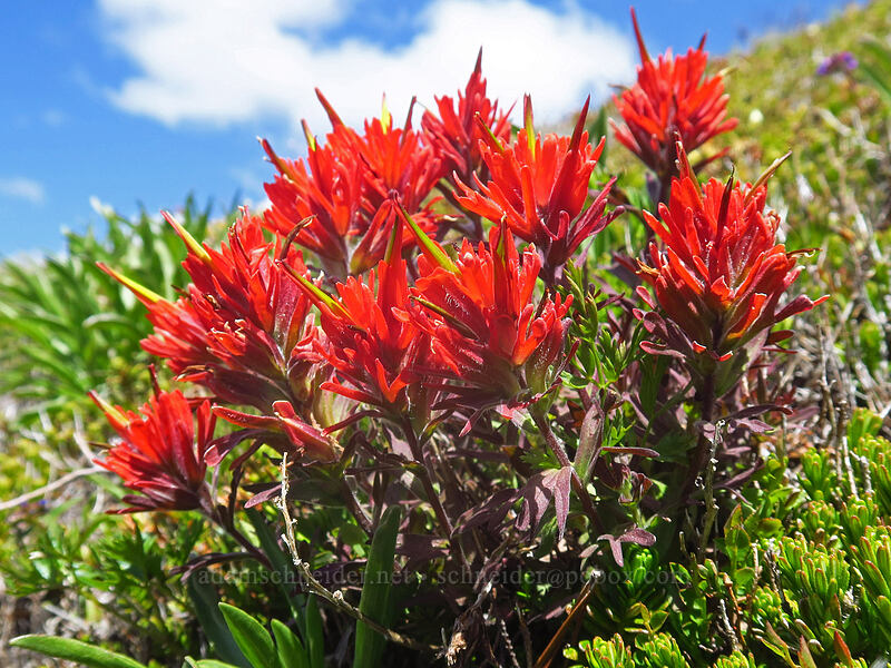 cliff paintbrush (Castilleja rupicola) [above McNeil Point, Mt. Hood Wilderness, Clackamas County, Oregon]