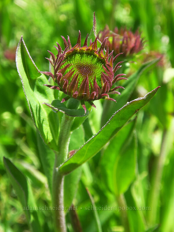 subalpine fleabane, budding (Erigeron glacialis var. glacialis) [above McNeil Point, Mt. Hood Wilderness, Clackamas County, Oregon]