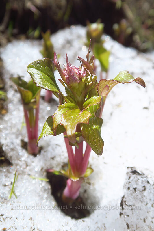 Sitka valerian, emerging through snow (Valeriana sitchensis) [above McNeil Point, Mt. Hood Wilderness, Hood River County, Oregon]