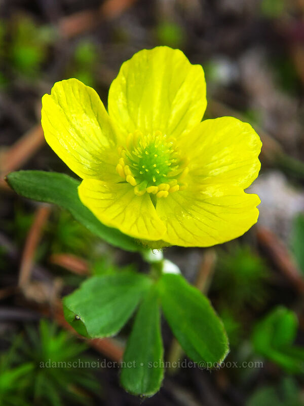 snow buttercup (Ranunculus eschscholtzii) [above McNeil Point, Mt. Hood Wilderness, Hood River County, Oregon]