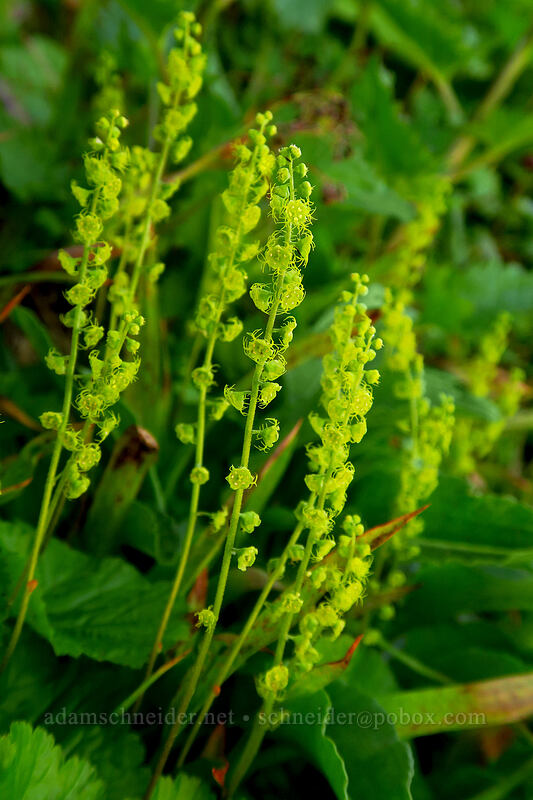 Brewer's mitrewort (Brewerimitella breweri (Pectiantia breweri) (Mitella breweri)) [above McNeil Point, Mt. Hood Wilderness, Hood River County, Oregon]