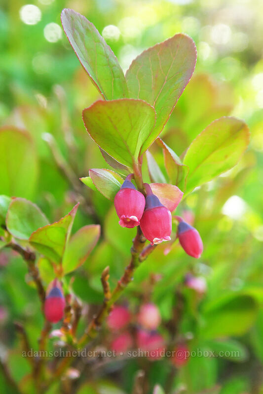 dwarf blueberry/bilberry flowers (Vaccinium caespitosum) [above McNeil Point, Mt. Hood Wilderness, Hood River County, Oregon]