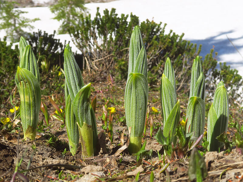 corn lily shoots (Veratrum viride var. eschscholtzianum (Veratrum eschscholtzii)) [above McNeil Point, Mt. Hood Wilderness, Hood River County, Oregon]