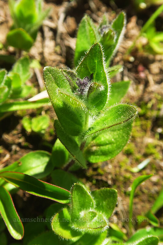 alpine speedwell, budding (Veronica wormskjoldii) [above McNeil Point, Mt. Hood Wilderness, Hood River County, Oregon]