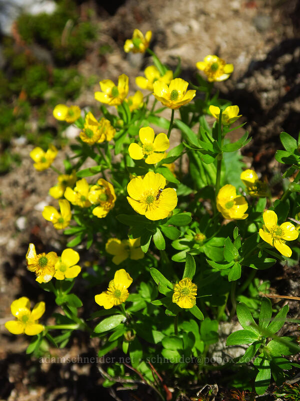 snow buttercups (Ranunculus eschscholtzii) [above McNeil Point, Mt. Hood Wilderness, Hood River County, Oregon]