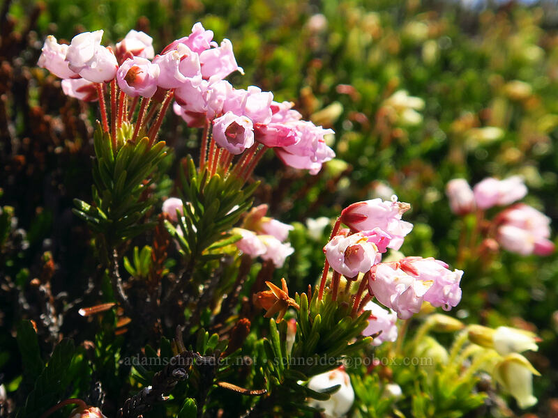 hybrid mountain heather (Phyllodoce x intermedia) [above McNeil Point, Mt. Hood Wilderness, Hood River County, Oregon]