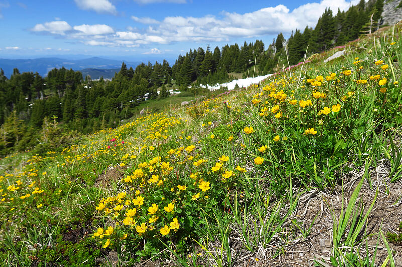 fan-leaf cinquefoil (Potentilla flabellifolia) [above McNeil Point, Mt. Hood Wilderness, Hood River County, Oregon]