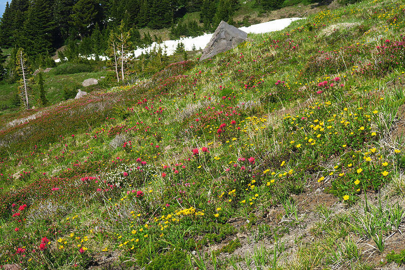 subalpine wildflowers (Potentilla flabellifolia, Castilleja parviflora var. oreopola, Phyllodoce empetriformis, Cassiope mertensiana) [above McNeil Point, Mt. Hood Wilderness, Hood River County, Oregon]