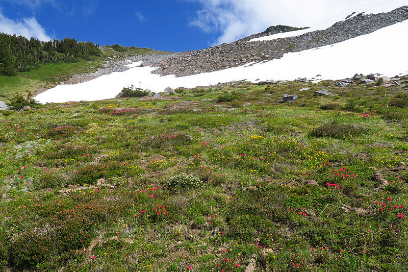 subalpine wildflowers (Potentilla flabellifolia, Castilleja parviflora var. oreopola, Phyllodoce empetriformis, Cassiope mertensiana) [above McNeil Point, Mt. Hood Wilderness, Hood River County, Oregon]