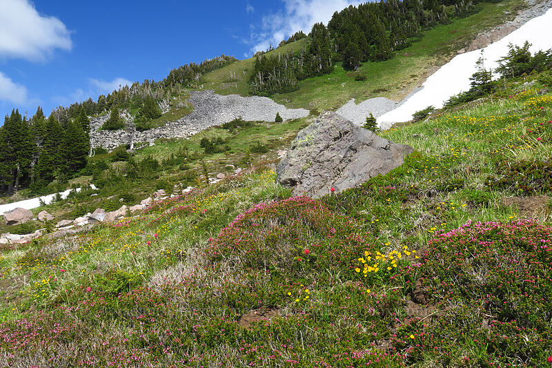 subalpine wildflowers (Potentilla flabellifolia, Castilleja parviflora var. oreopola, Phyllodoce empetriformis) [above McNeil Point, Mt. Hood Wilderness, Hood River County, Oregon]
