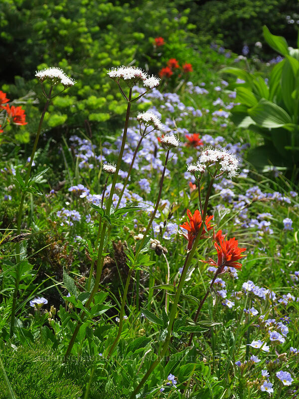 scarlet paintbrush, Jacob's-ladder, & valerian (Castilleja miniata, Polemonium californicum, Valeriana sitchensis) [McNeil Point Trail, Mt. Hood Wilderness, Hood River County, Oregon]