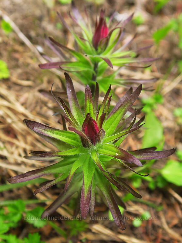 magenta paintbrush, budding (Castilleja parviflora var. oreopola) [Timberline Trail, Mt. Hood Wilderness, Hood River County, Oregon]