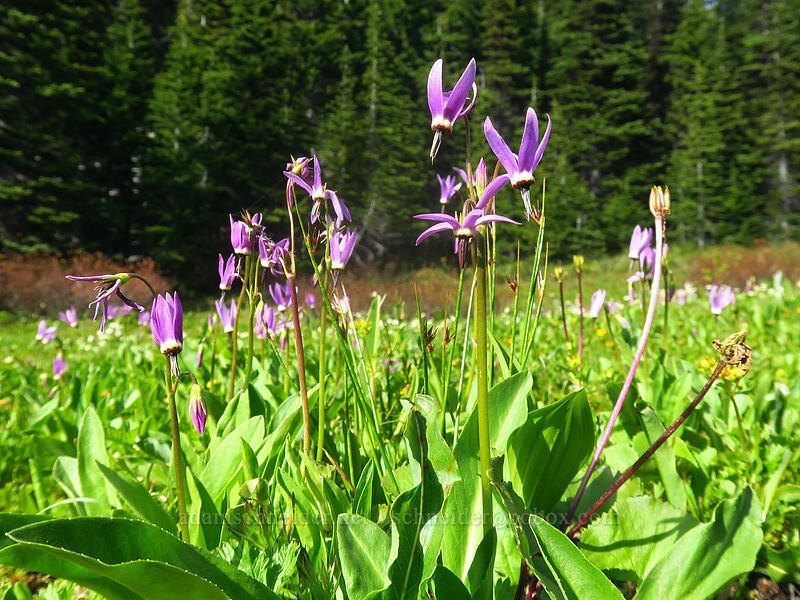 tall mountain shooting stars (Dodecatheon jeffreyi (Primula jeffreyi)) [Timberline Trail, Mt. Hood Wilderness, Hood River County, Oregon]