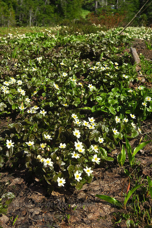 white marsh-marigolds (Caltha biflora (Caltha leptosepala var. biflora)) [Timberline Trail, Mt. Hood Wilderness, Hood River County, Oregon]