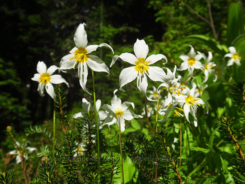 avalanche lilies (Erythronium montanum) [Bald Mountain Ridge, Mt. Hood Wilderness, Hood River County, Oregon]