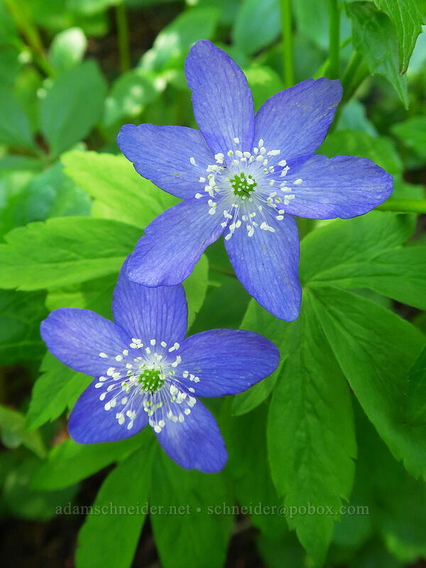 very blue Oregon anemones (Anemone oregana (Anemonoides oregana)) [Bald Mountain Ridge, Mt. Hood Wilderness, Hood River County, Oregon]