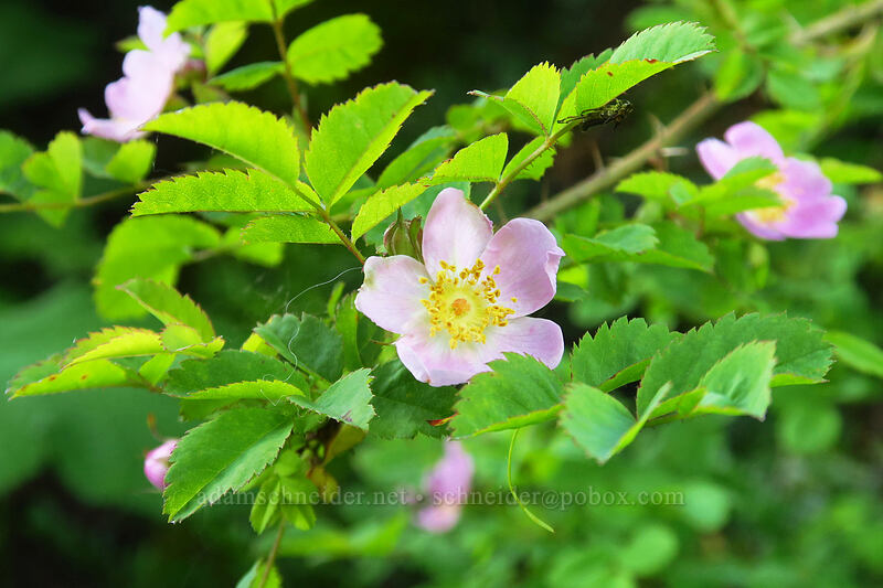 bald-hip rose (Rosa gymnocarpa) [Bald Mountain, Mt. Hood Wilderness, Clackamas County, Oregon]