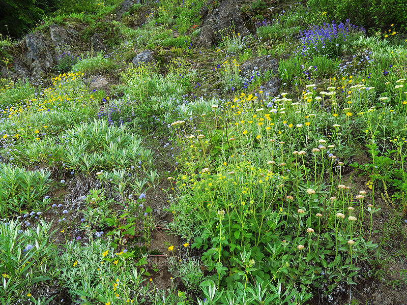 wildflowers (Drymocallis glandulosa (Potentilla glandulosa), Eriogonum compositum, Gilia capitata, Eriophyllum lanatum, Delphinium sp., Penstemon sp.) [Bald Mountain, Mt. Hood Wilderness, Clackamas County, Oregon]