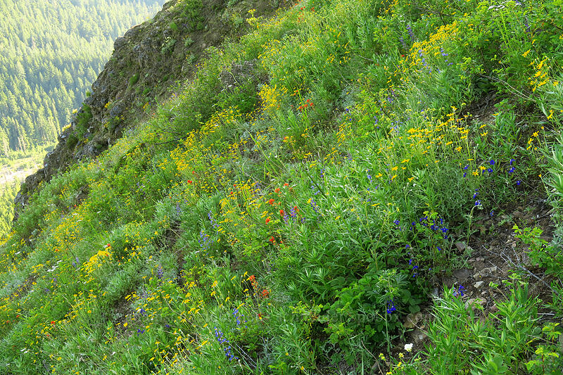 wildflowers (Drymocallis glandulosa (Potentilla glandulosa), Eriogonum compositum, Castilleja hispida, Eriophyllum lanatum, Delphinium sp., Penstemon sp., Lupinus sp.) [Bald Mountain, Mt. Hood Wilderness, Clackamas County, Oregon]