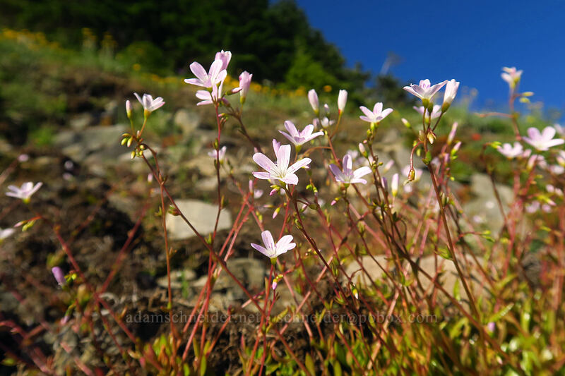 little-leaf montia (Montia parvifolia (Claytonia parvifolia)) [Bald Mountain, Mt. Hood Wilderness, Clackamas County, Oregon]