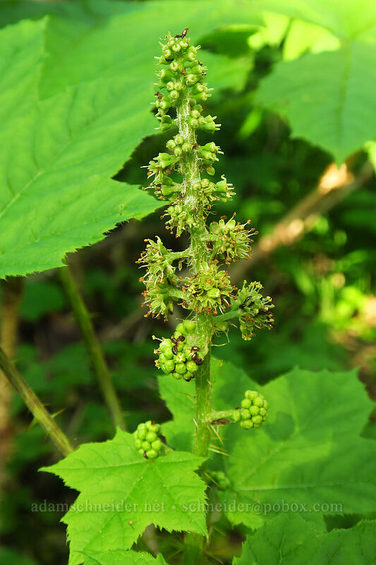 devil's club flowers (Oplopanax horridus) [Top Spur Trail, Mt. Hood National Forest, Clackamas County, Oregon]