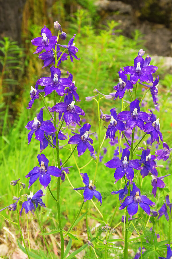 Menzies' larkspur (Delphinium menziesii) [Nasty Rock Trailhead, Clackamas County, Oregon]