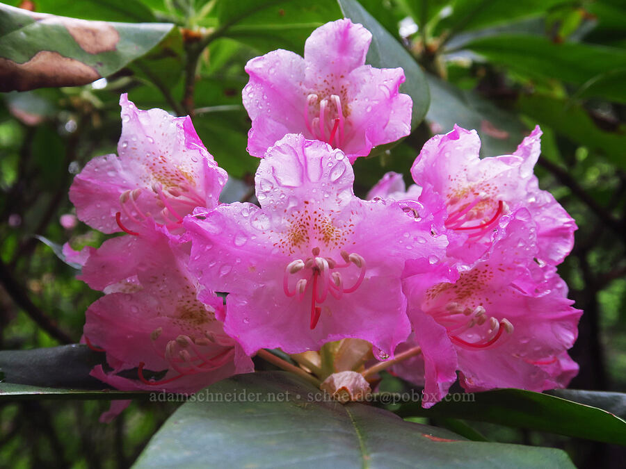 Pacific rhododendrons (Rhododendron macrophyllum) [Nasty Rock Trail, Clackamas County, Oregon]
