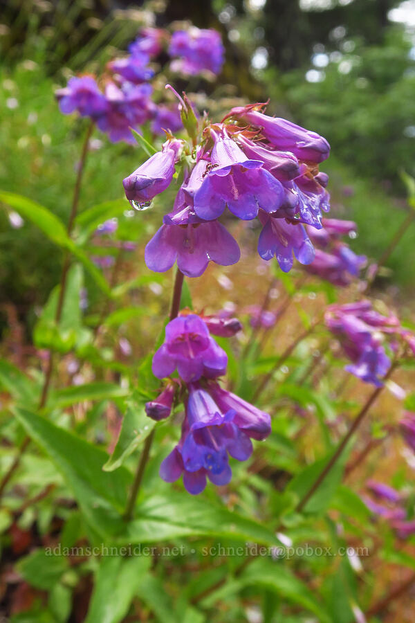 Cascade penstemon (Penstemon serrulatus) [Nasty Rock Trail, Clackamas County, Oregon]