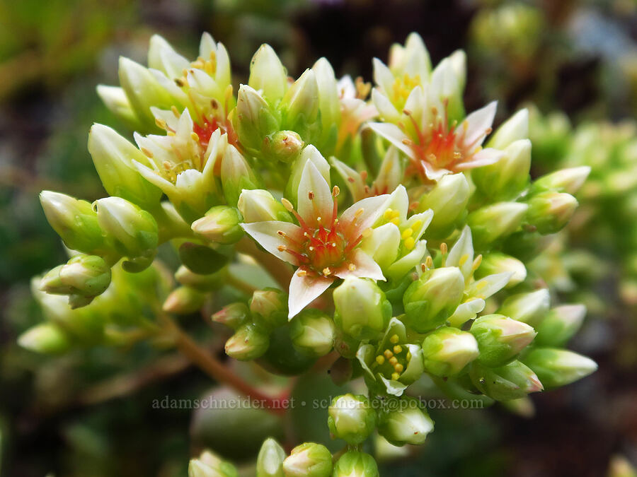 creamy stonecrop (Sedum oregonense) [Nasty Rock Trail, Clackamas County, Oregon]