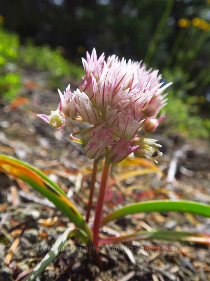Olympic onion flowers (Allium crenulatum) [Nasty Rock Trail, Clackamas County, Oregon]