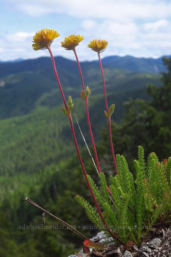 Gordon's ivesia (Ivesia gordonii (Potentilla gordonii)) [Nasty Rock Trail, Clackamas County, Oregon]