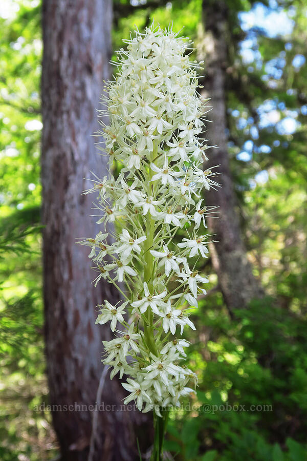 sparse beargrass cluster (Xerophyllum tenax) [Nasty Rock Trail, Clackamas County, Oregon]