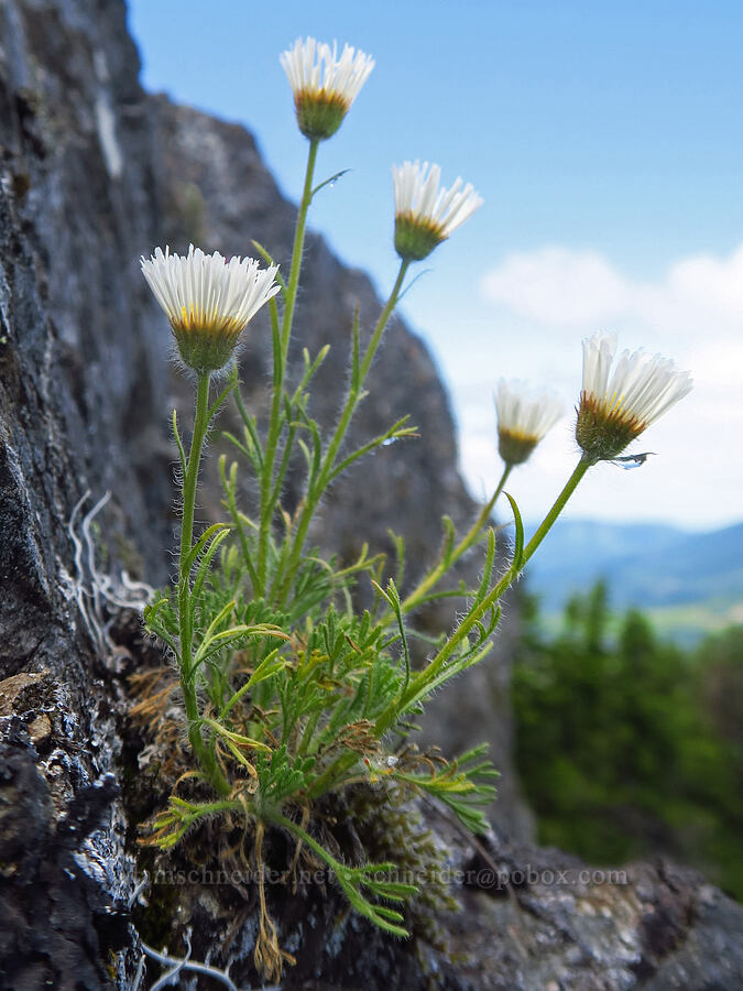 cut-leaf fleabane (Erigeron compositus) [Nasty Rock, Clackamas County, Oregon]