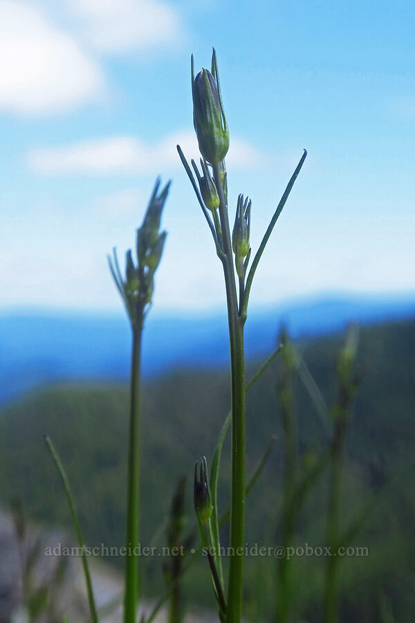 harebells, budding (Campanula petiolata (Campanula rotundifolia)) [Nasty Rock, Clackamas County, Oregon]
