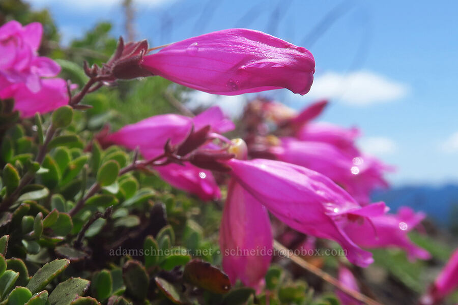 cliff penstemon (Penstemon rupicola) [Nasty Rock, Clackamas County, Oregon]