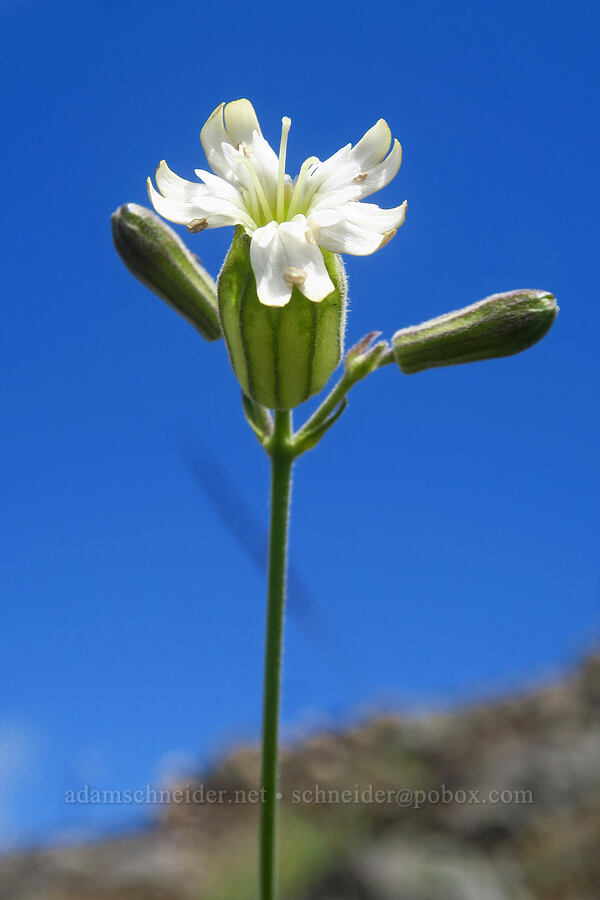 Douglas' catchfly (Silene douglasii) [Nasty Rock, Clackamas County, Oregon]