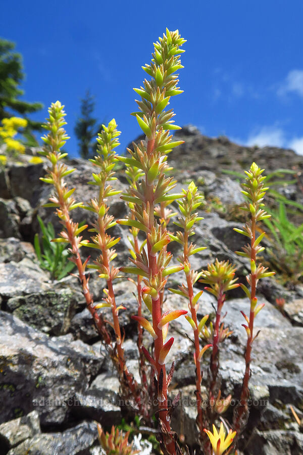 worm-leaf stonecrop (Sedum stenopetalum) [Nasty Rock, Clackamas County, Oregon]