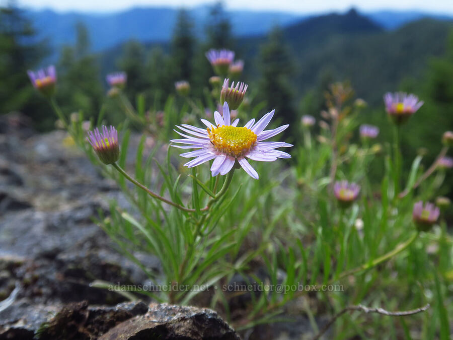 leafy fleabane (Erigeron foliosus var. confinis) [Nasty Rock, Clackamas County, Oregon]