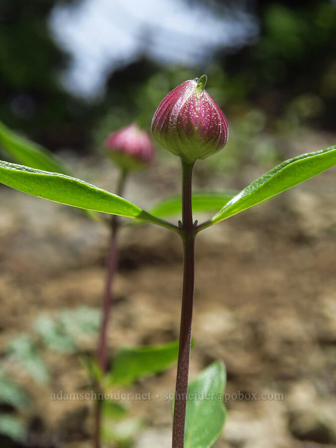 coyote mint (Monardella odoratissima) [Nasty Rock, Clackamas County, Oregon]