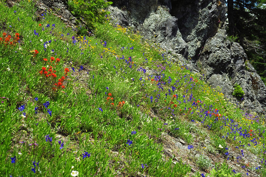 wildflowers [Not Nasty Rock Trail, Clackamas County, Oregon]