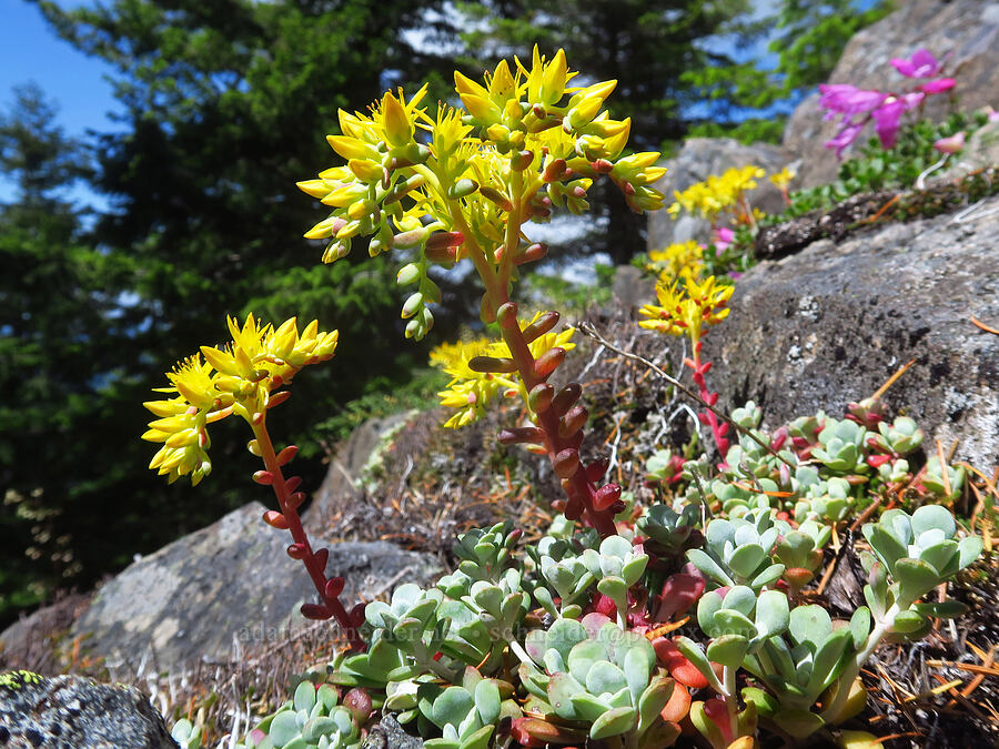 broad-leaf stonecrop (Sedum spathulifolium) [Not Nasty Rock, Willamette National Forest, Marion County, Oregon]