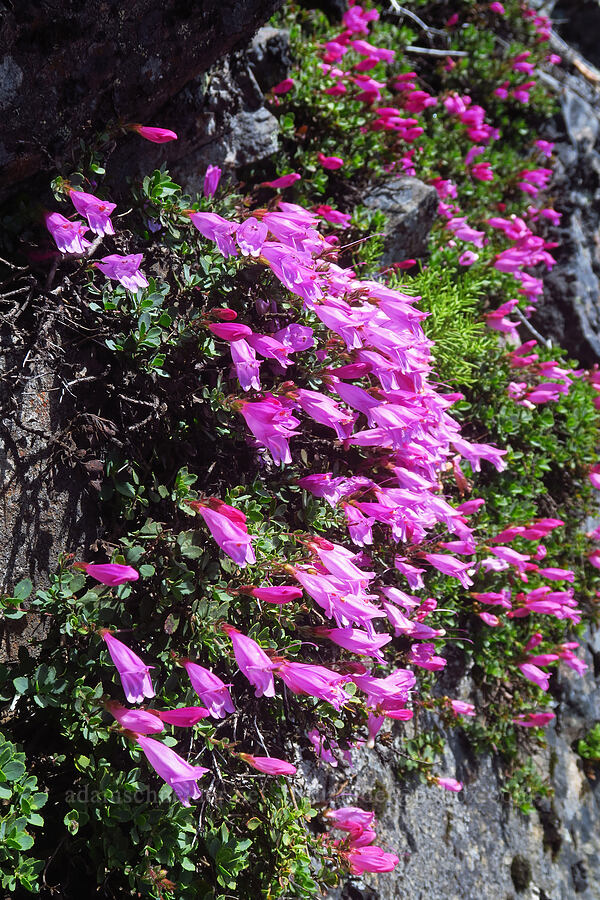 cliff penstemon (Penstemon rupicola) [Not Nasty Rock, Willamette National Forest, Marion County, Oregon]